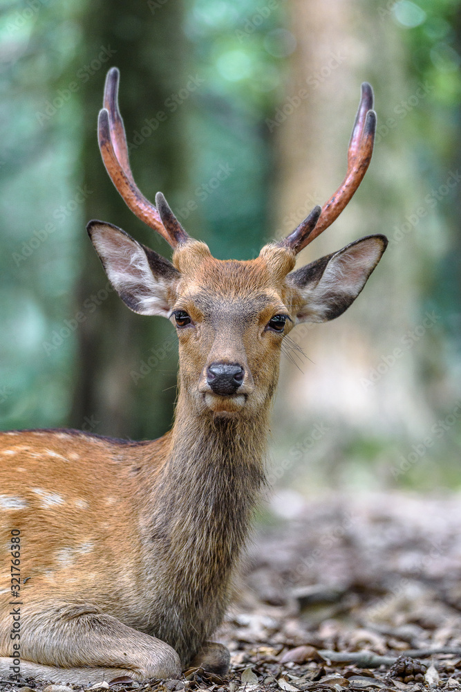 Fototapeta premium male sika deer close up