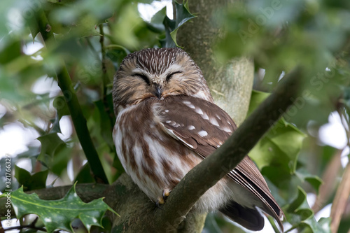 northern saw whet owl