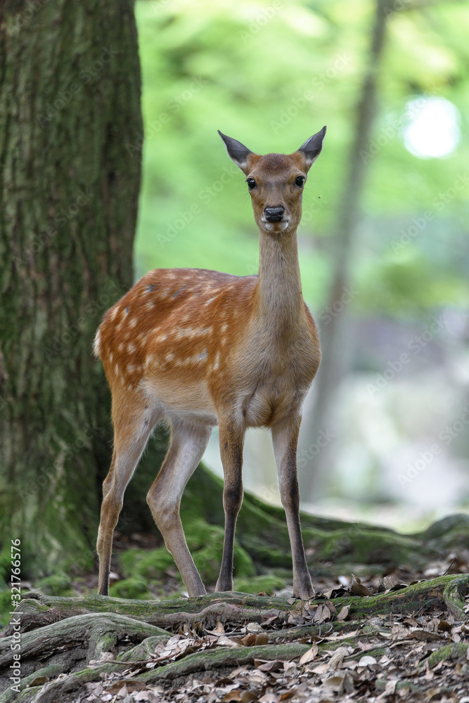 female sika deer in the forest female sika deer in the forest