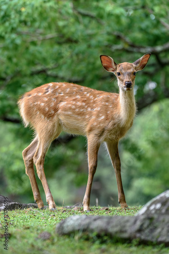 young sika deer fawn in the forest close up © Godimus Michel