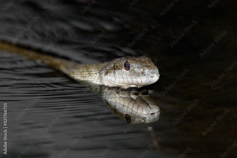 Fototapeta premium aodaisho, Japanese rat snake close up in the river
