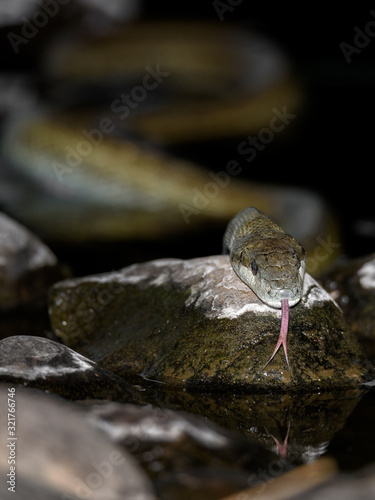 aodaisho, Japanese rat snake close up in the river