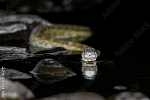 aodaisho, Japanese rat snake close up in the river photo