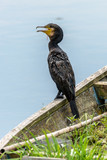 Great cormoran resting on an abandoned boat with grass