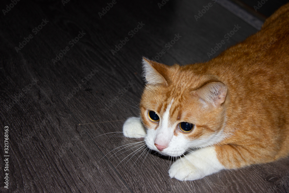 Striped cute cat is hunting for someone. Sitting and looking very carefully Striped cute cat is hunting for someone. Sitting and looking very carefully
