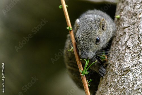 Formosan squirrel portrait (also called Taiwan squirrel)