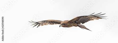 Black kite flying