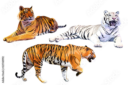 Set of realistic white and orange bengal tigers