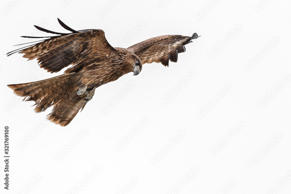 Obraz premium Black kite flying