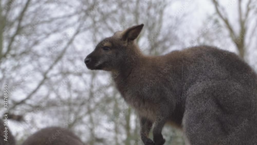 close on attentive and concentrated kangaroo with winter trees on background close on attentive and concentrated kangaroo with winter trees on background