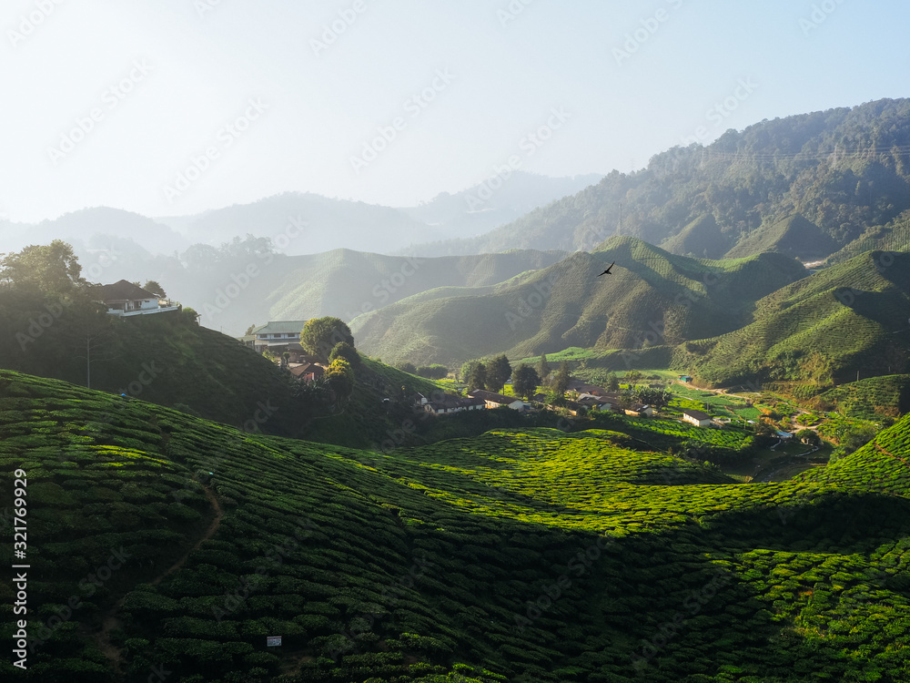 Vivid landscape shot of tea plantations