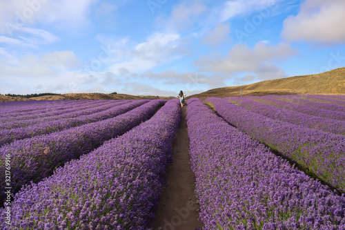 field of lavender