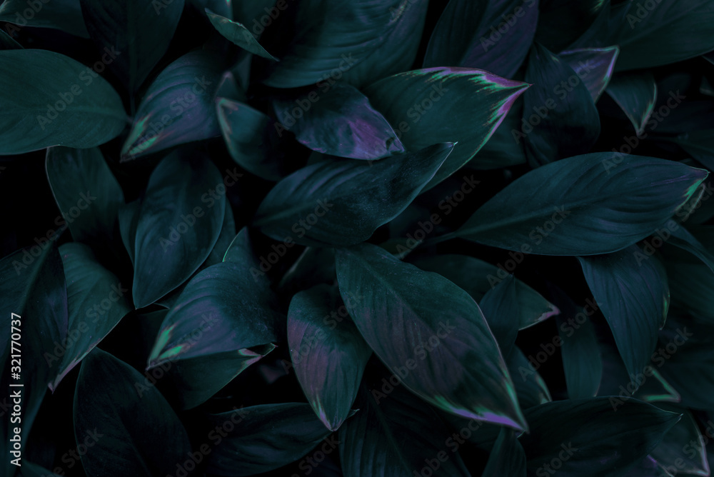 Fototapeta ciemnozielony liść natura tło, liście tropikalnej dżungli. ciemne odcienie zieleni