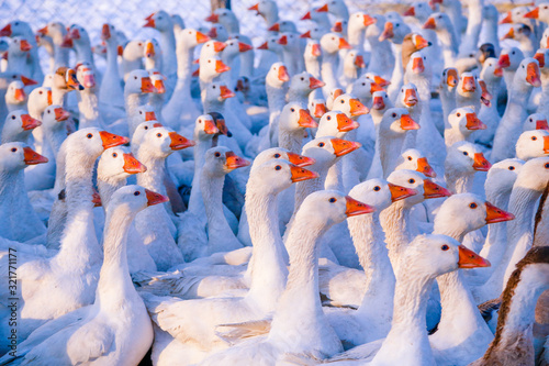 Flock of domestic geese on a farm photo