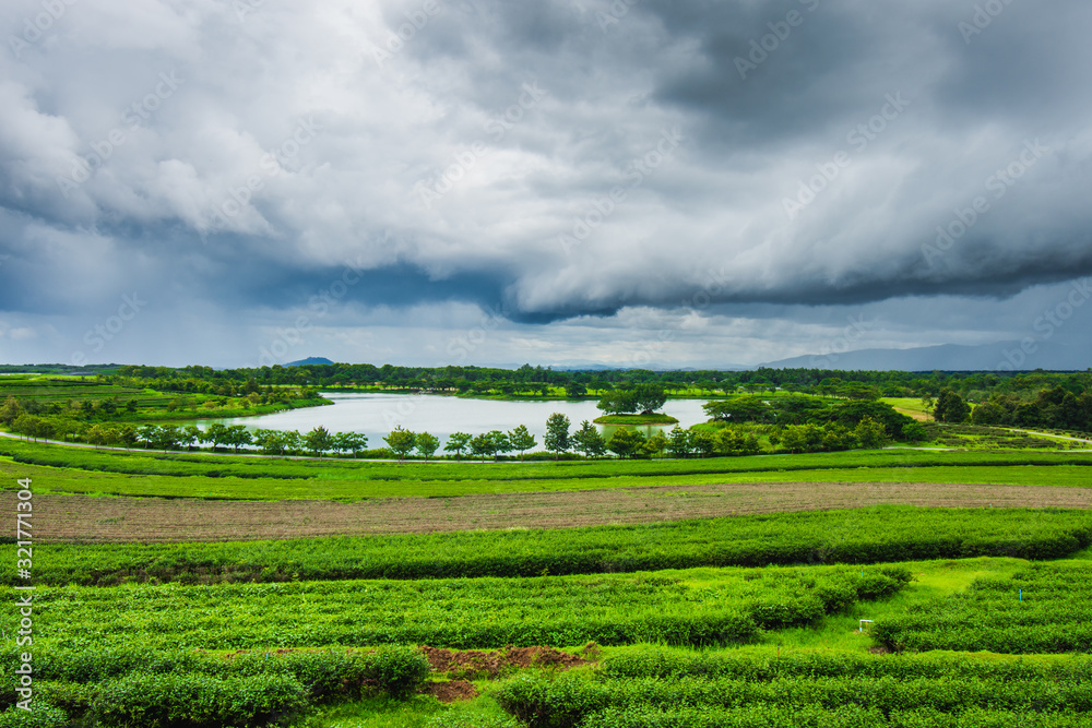Naklejka premium Tea plantation at Singha Park, Chiang Rai, Thailand