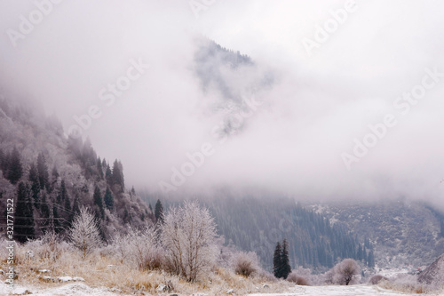 The first snow in the misty mountains with tall fir trees