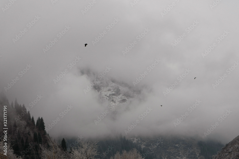 The first snow in the misty mountains with tall fir trees The first snow in the misty mountains with tall fir trees