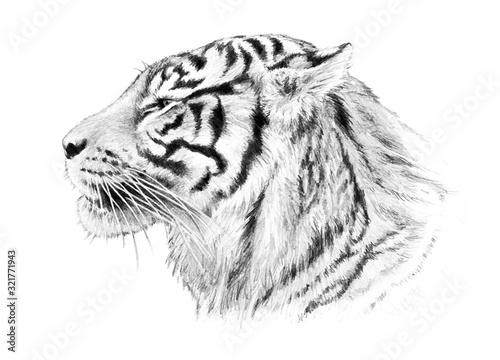 Naklejka Hand drawn tiger head illustration, striped jungle animal sketch isolated on white background, sumatran tiger 