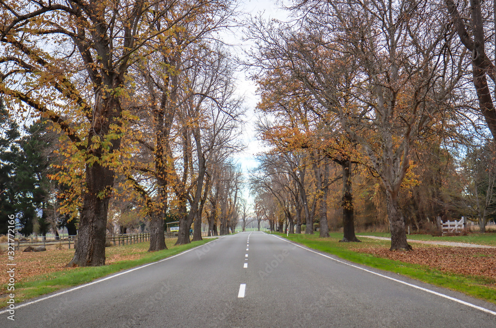 road in autumn