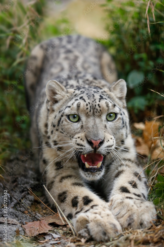 Snow Leopard growls menacingly and wants to attack Snow Leopard growls menacingly and wants to attack