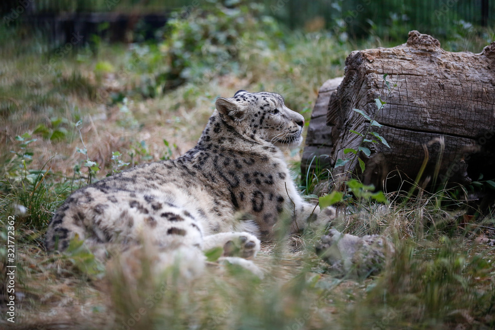 Snow leopard resting near a log Snow leopard resting near a log