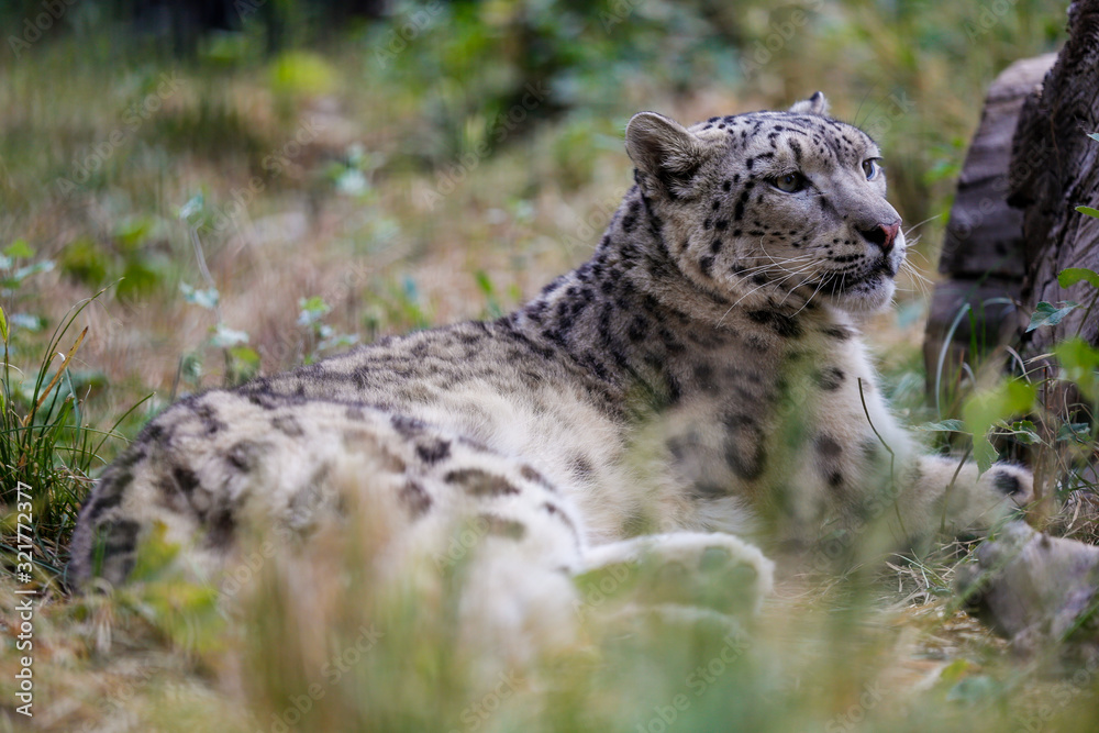 Obraz premium Snow leopard resting near a log