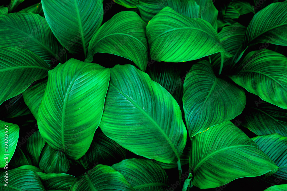 leaves of Spathiphyllum cannifolium, abstract green texture, nature background, tropical leaf leaves of Spathiphyllum cannifolium, abstract green texture, nature background, tropical leaf