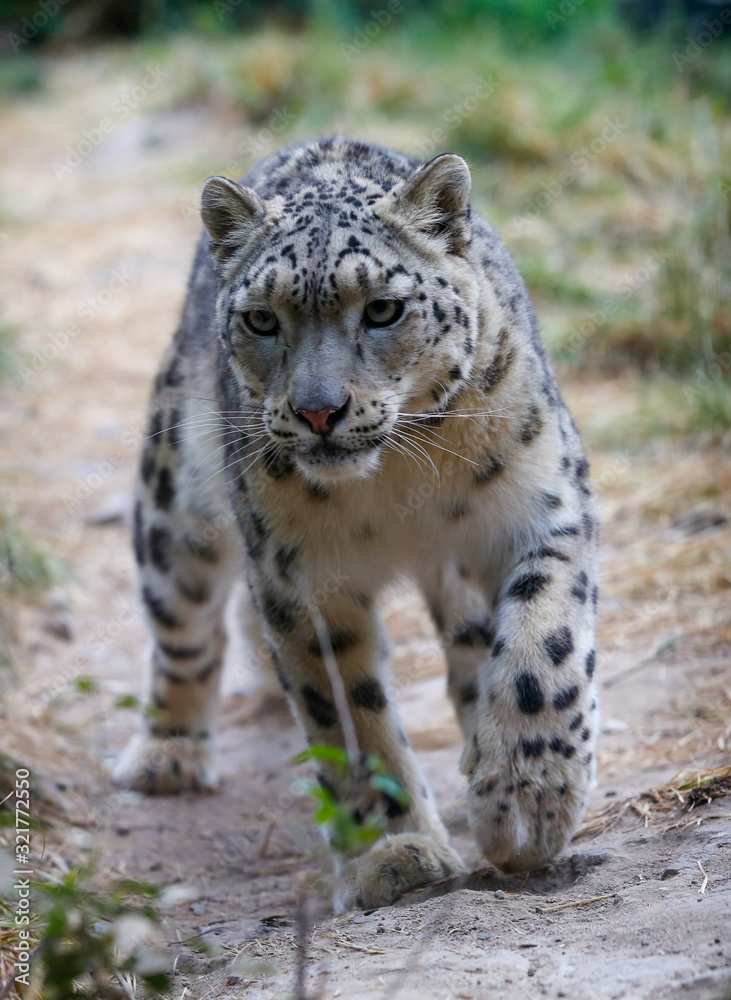  Snow leopard portrait 