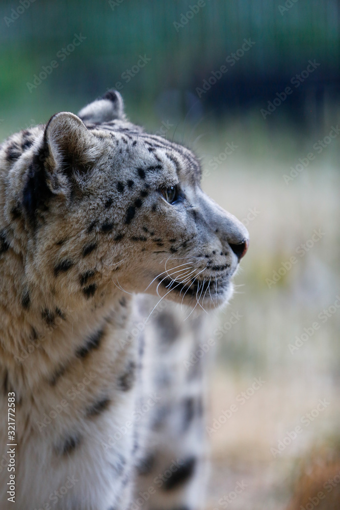 Snow leopard in profile on a background of nature Snow leopard in profile on a background of nature
