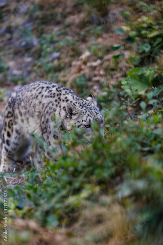 Snow leopard hiding in an ambush among plants