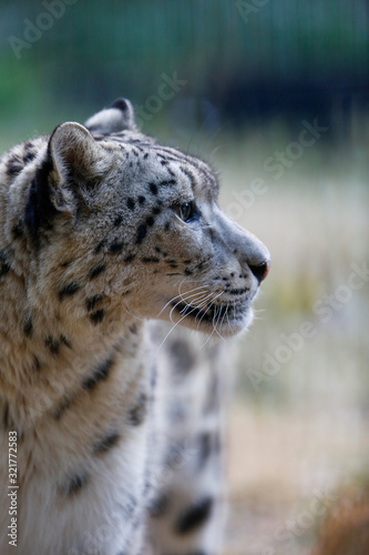 Snow leopard in profile on a background of nature