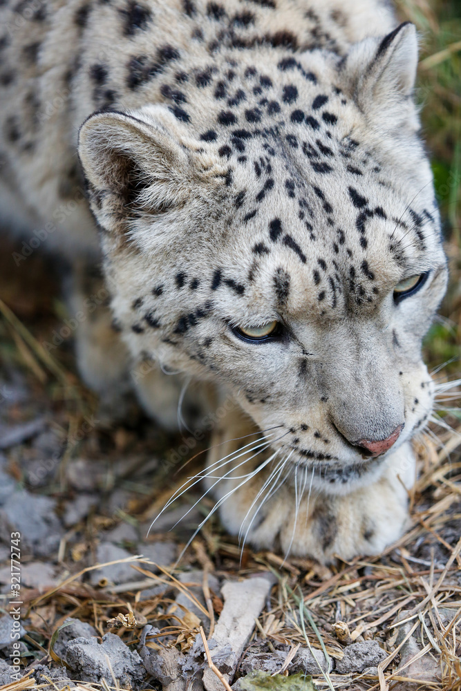 Fototapeta premium Snow leopard portrait 