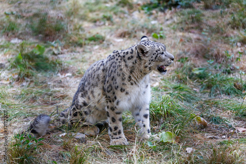  Snow leopard portrait  © photos_adil