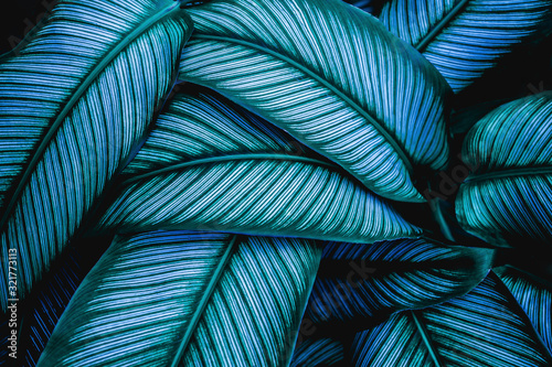 Fotografia, Obraz closeup tropical green leaves nature in the garden and dark tone background conc