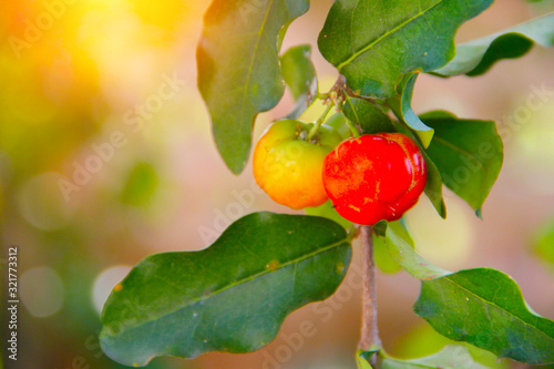 Acerola small cherry fruit on the tree photo