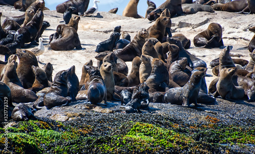 Cape Fur Seals © Cathy Withers-Clarke