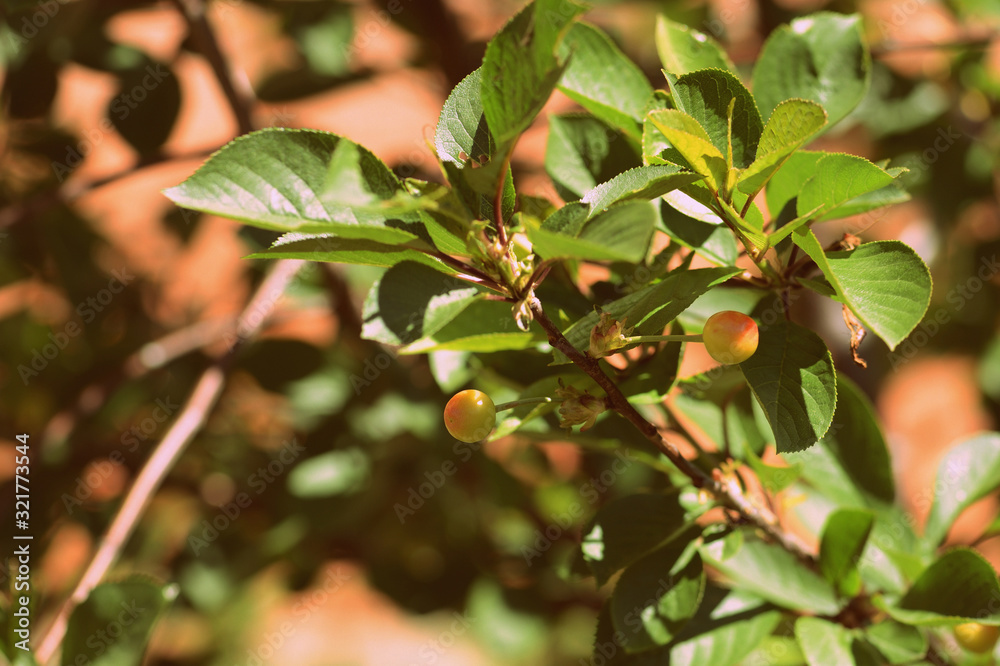 Ripening berries on cherry tree branches in the summer garden. Retro style toned Ripening berries on cherry tree branches in the summer garden. Retro style toned