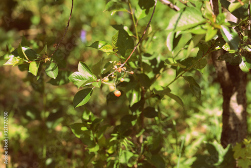 Ripening berries on cherry tree branches in the summer garden. Retro style toned