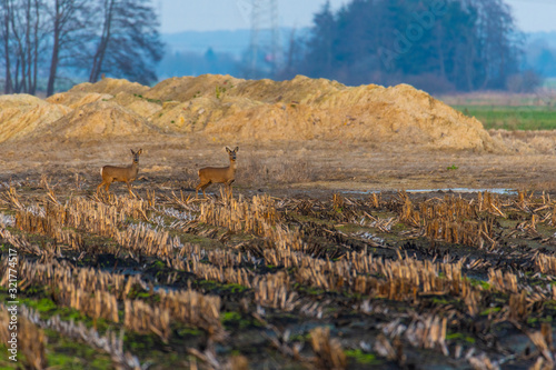 Some deer run across a plowed corn field in the evening