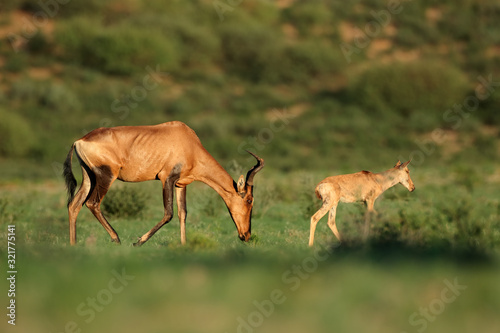 Fototapeta Naklejka Na Ścianę i Meble -  Red hartebeest antelope (Alcelaphus buselaphus) with young calf, Kalahari, South Africa.