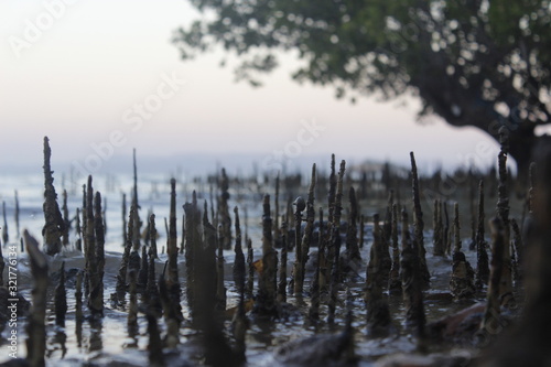 beach mangrove