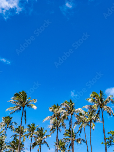Palm Tree at Ala Moana Beach Park, Honolulu City, Oahu Island, Hawaii.