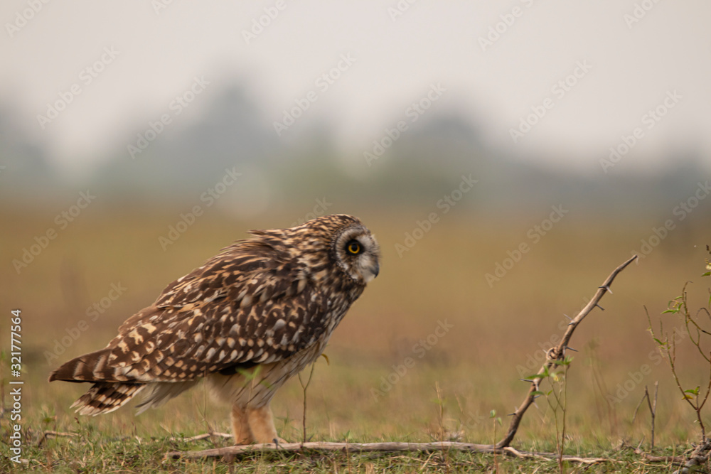 Short-eared owl in a open landscape looking for a hunt Short-eared owl in a open landscape looking for a hunt