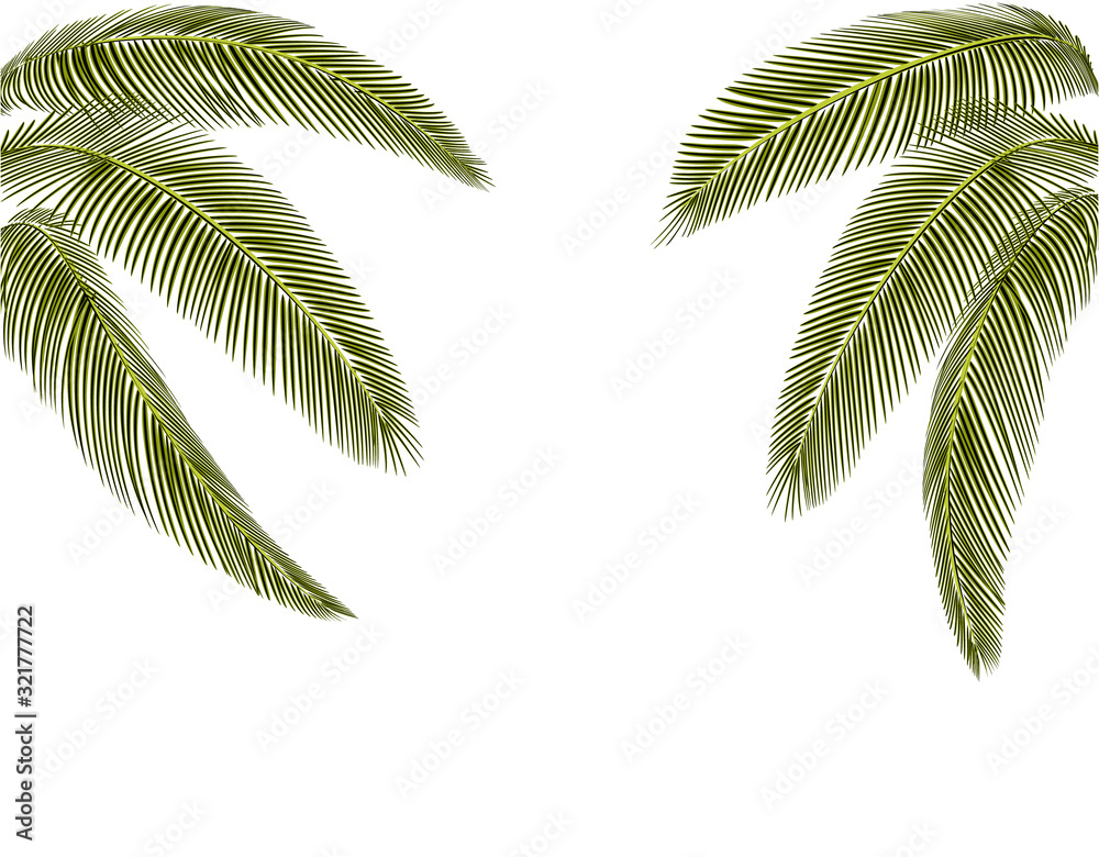 Fototapeta Tropical Different shapes of dark green palm leaves. At both sides. Isolated on a white background without mesh and gradient. illustration