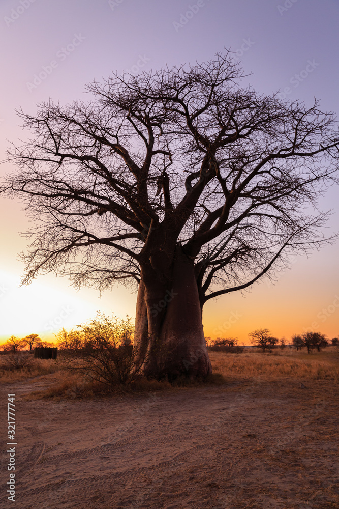 Naklejka premium Baobab