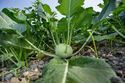 Kohlrabi cabbage growing in garden. Kohlrabi or turnip cabbage in vegetable bed. photo