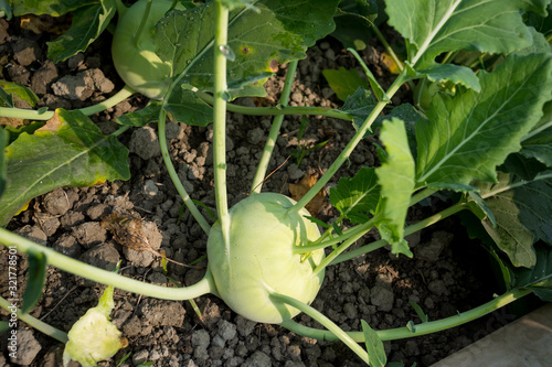 Kohlrabi cabbage growing in garden. Kohlrabi or turnip cabbage in vegetable bed. photo