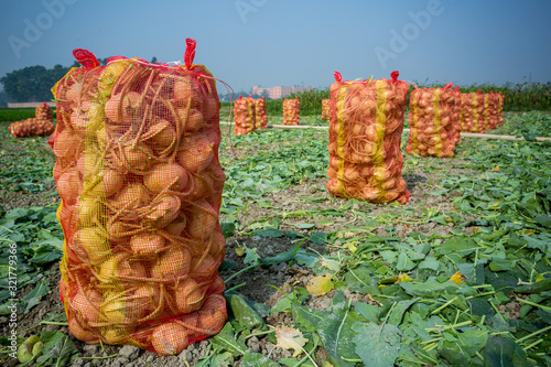 Kohlrabi cabbage vegetables have been prepared and stored in plastic mesh bags for export in local market. photo