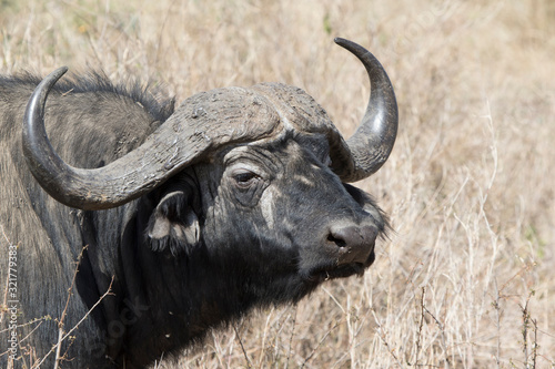 portrait of an adult male African buffalo who stands in the savannah