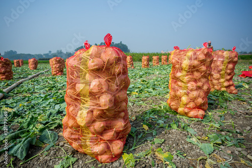 Kohlrabi cabbage vegetables have been prepared and stored in plastic mesh bags for export in local market. photo